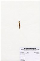 藏品(短尖假羽藻)的圖片